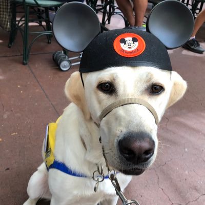 I’m a cute guy who likes treats, sniffing, my sister Alma & naps. I have my own blog at https://t.co/OCwKFktnP3, but I pretend that @mindyanns does the writing.