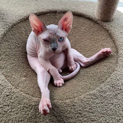 bedehoops1's profile picture. 