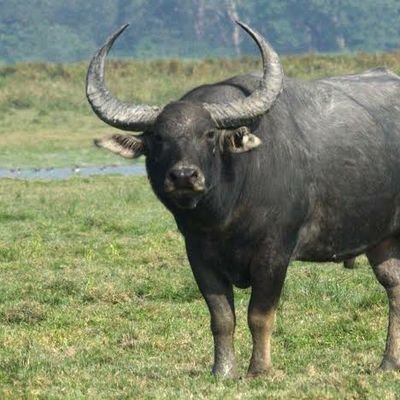 3eru3's profile picture. Open to change
I don't block or mute on Twitter, I am fighting a long-standing war with my emotions, I know them well and can't accept defeat