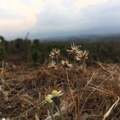 langit langit matamu