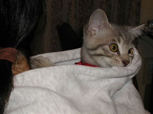 roykhroy's profile picture. にゃんこ、児童書大好き。飛鳥をこよなく愛し続ける「飛鳥応援大使」に委嘱される。
明日香村，仙台市天文台，
谷山浩子，遊佐未森，BUMP OF CHICKEN
佐倉がホームタウン