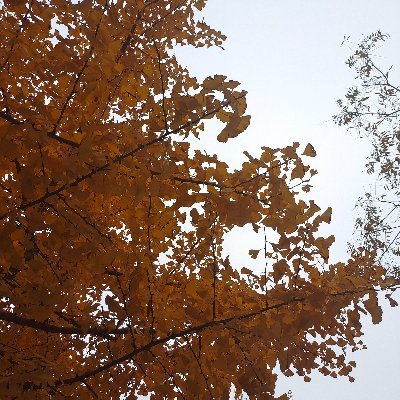 happymonger77's profile picture. Spread oriental culture, promote international cultural exchanges, and share the beauty of Chinese clothing.