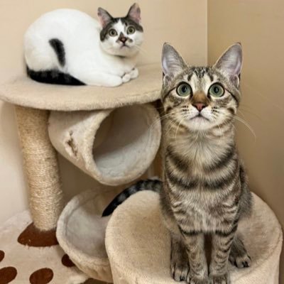 haruk1_tsumu91's profile picture. 猫垢🐈保護猫はるき（♂3歳8ヶ月・キジ白）つむぎ（♀2歳7ヶ月・旧なつうり学級のビショちゃん・キジトラ）の兄妹の徒然なるままを呟いて行きます🐱✨兄妹と暮らす住人はえびととうふと申します。宜しくお願い致します！無言フォロー失礼します🙇‍♀️🌟LINEスタンプ販売中→「はるきとつむぎとなかまたち」検索にて🌟