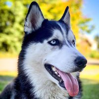 Husky Lover(@HuskyLoverWorld) 's Twitter Profile Photo