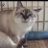 Mrs.TOKYO'JPN(保護猫😺Mama👩🏻)のアイコン