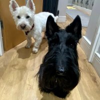 scottiemad (@scottiemad1) 's Twitter Profile