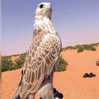 أبوبندر (@mmll2211) 's Twitter Profile