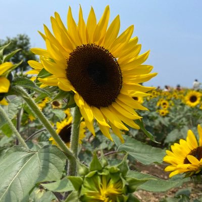 🌸野球好き、グルメ好き、旅行好き✨当選したら、報告させていただきます🌻3年前からNISAも☺️