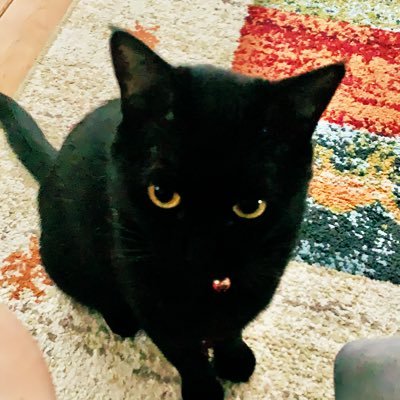 アマプラ、Netflix、Disney +で映画始めました !ホラーが好き 無言フォロー大歓迎 猫の家族が居ます🐈⬛