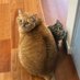 すずつむふう【我が家の可愛い猫’s】 (@kagisuzu0531) Twitter profile photo すずつむふう【我が家の可愛い猫’s】 (@kagisuzu0531) Twitter profile photo