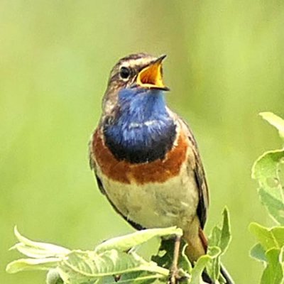 Informatie en waarnemingen uit natuurgebied De Onlanden, op de grens van Drenthe en Groningen. Stichting Natuurbelang De Onlanden