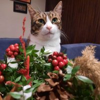 Barış Kedi 🐾 (@baris_kedi) 's Twitter Profile