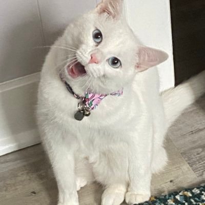 jost a blue eye boy. 2 years old babey living in pittsburgh with momy dady and furiends. ime very fast amd Bäde