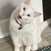 percy the guy (@percypurrpurr) Twitter profile photo percy the guy (@percypurrpurr) Twitter profile photo