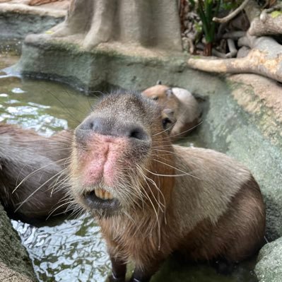 とにかく可愛すぎるカピバラを中心に動物が大好きです。自宅ではレオ、マアロ、フィーロ、レイという長毛の猫を4匹飼っています。あと… 阪神タイガースファン🐯プロレスのGLEAT、レゲエのAPOLLO好き👍悪性リンパ腫治療中💊薬はカピバラ。