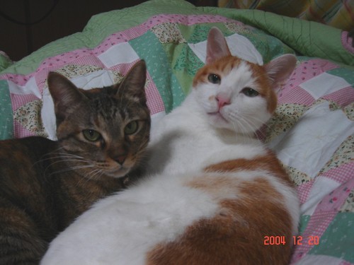 hana222taro's profile picture. 猫大好き＆御朱印集め/京都検定２級&３級