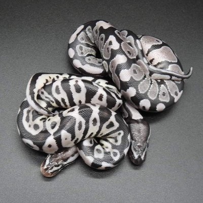 Hobbyist keepers and breeders of royal pythons EDIT - no longer breeding