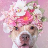 Miranda Holland (@m_holland1822) 's Twitter Profile