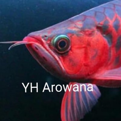 YhArowana Profile Picture