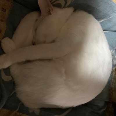 芳田 獠さんのプロフィール画像