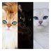 Cats Lover Community (@Cats_Heaven11) Twitter profile photo
