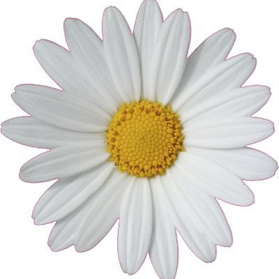 This account is run by the developers of Daisy! :)