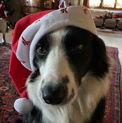 PietroBaroni8's profile picture. 