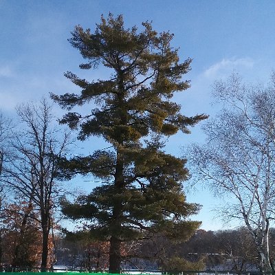 The Charles A. Weyerhaeuser Memorial Museum, owned & operated by the Morrison County Historical Society