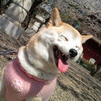 🌸사쿠라🌸 (@sakuranbo_love2) 's Twitter Profile