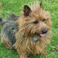 AustralianTerrier(@GroverCrasty) 's Twitter Profile Photo