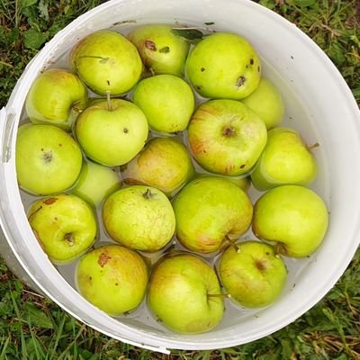 Small scale cider maker in Wiltshire. Always learning!