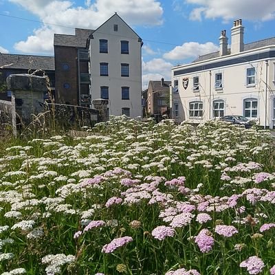 Supports community gardens and wilder greenspaces in & around Dorchester - where people and nature can grow together.