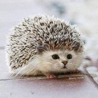 IMSOHAPPYRIGHTNOW (@_robalitos) 's Twitter Profile