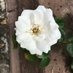 🌻Zoe Magnolia🌻 (Working on my writing portfolio) (@zoemagnolia22) Twitter profile photo 🌻Zoe Magnolia🌻 (Working on my writing portfolio) (@zoemagnolia22) Twitter profile photo