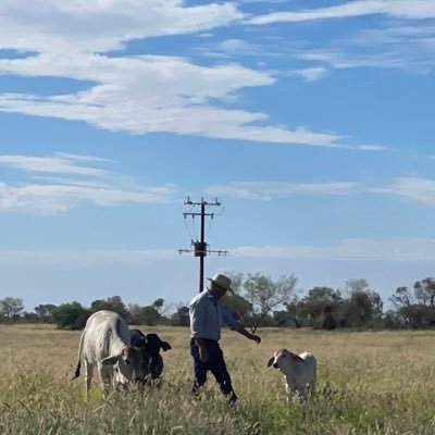 Chief Executive Officer at Northern Territory Cattlemen’s Association