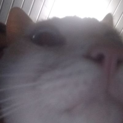 ciompii's profile picture. 