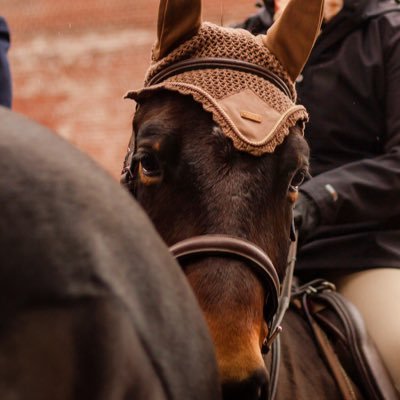 Equestrian • Occupational Therapy • BTD ✨