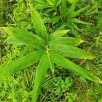 sasa根笹 (@1162yipc) 's Twitter Profile Photo