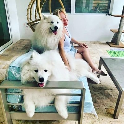 Stuart, FL-2 Samoyeds -Chinook 7🐾-Ms. ZURI sounds like MO is 5🐾Residing 2 places in Stuart- Bathtub Bch & Sewalls Pt FL Doniphan Mo in the Ozarks native 🌽