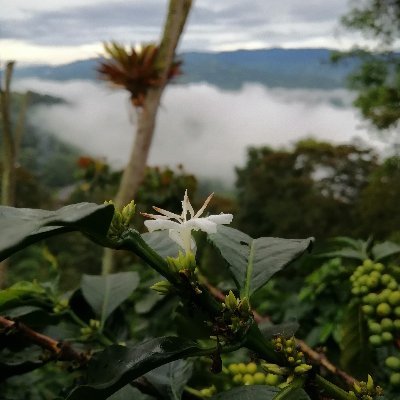 Bióloga con pasión por la caficultura colombiana, la fisiología vegetal y las aves.