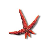 Marine Science Otago (@marineotago) 's Twitter Profile