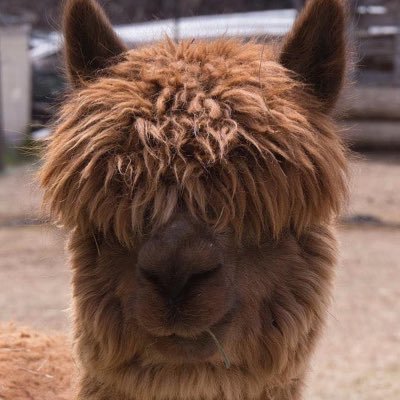 mlcarv's profile picture. Pixie, foodie, movies