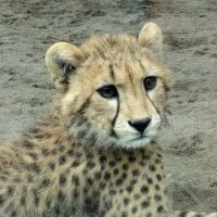 big cats lover(@bigcatslover17) 's Twitter Profile Photo