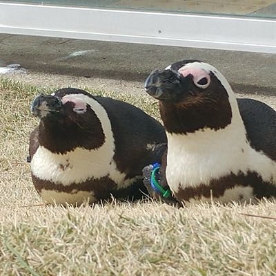 Yamaneko_24's profile picture. 艦これとウマとブルアカと写真と天文と Since20180213