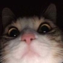 MwLcdm's profile picture. who am i ? 
حالا دور هم یکم میخندیم دیگه :)
Gorba🐈‍⬛