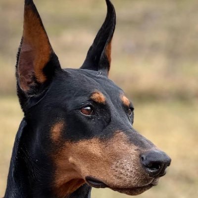 KevinMa35839601's profile picture. 