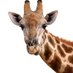 my (@over20otorihlki) Twitter profile photo my (@over20otorihlki) Twitter profile photo