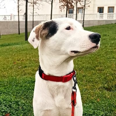 peysaj değil peyzaj, köpek!

https://t.co/PeXc7ws2CS