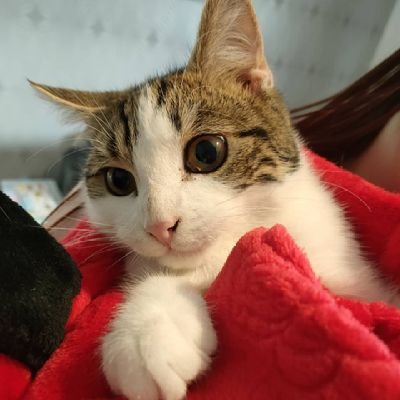 Im just over 6 months old now! ive 3 human sisters and mummy!