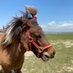ãã²ããŸç§å Ž (@minihorsemkmk) Twitter profile photo ãã²ããŸç§å Ž (@minihorsemkmk) Twitter profile photo